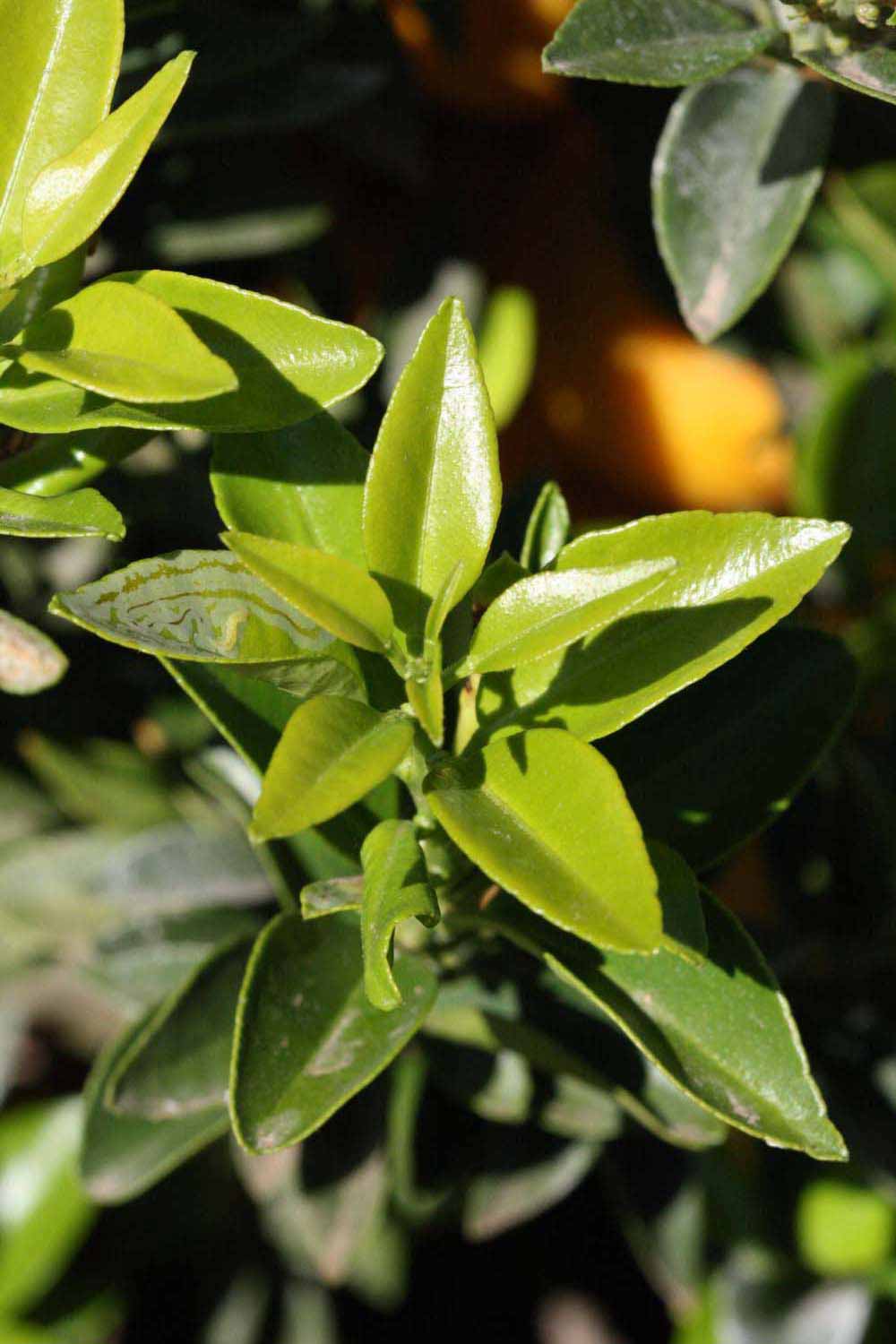              Sun leaves (Riverside, CA)       